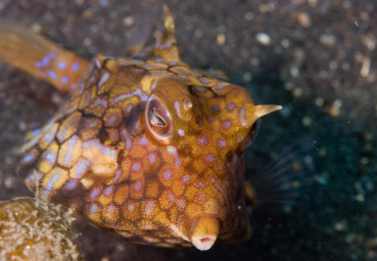 Lactoria fornasini (Pesce scatola spinoso)